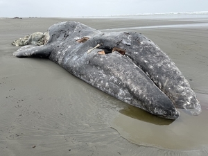 Environmental groups take steps to sue to compel new protections for gray whales