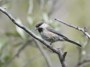 Endangered listing sought as gray-headed chickadee disappears from Alaska