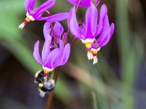 The future of Alaska’s pollinators