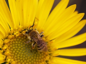 Alaska’s native bees: tough, diverse and built for the North