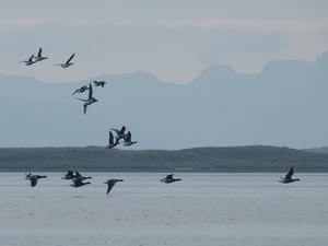 Lawsuits seek to overturn permit for road construction through Alaska wildlife refuge