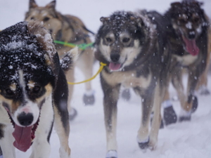 Partnership launched to bring veterinary care to rural Alaska