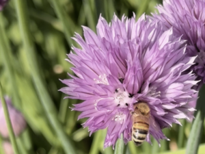 How Alaskans can help native bees thrive