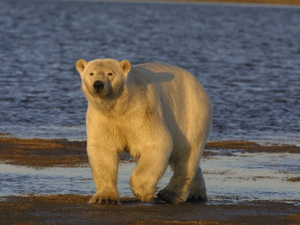 Arctic climate report set for publication despite loss of federal support