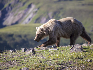 Trump administration moves to reopen Alaska national preserves to bear baiting by sport hunters