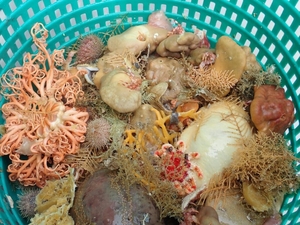 New Alaska sea sponge species fuel debate over fishery practices