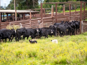 Hawaiʻi Is Sending These Animals To The Mainland In Record Numbers
