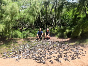 ‘Absolute Carnage’: Feral Cats Kill 168 Native Seabirds On Kaua‘i