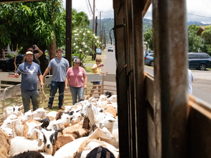 Honolulu Homeowners Turn To Goats, Sheep To Mow Yard Ahead Of Fire Season