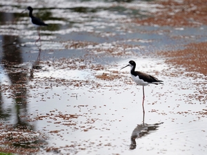 This Hawaiian Waterbird Is Making A Comeback. Should It Still Be Endangered?