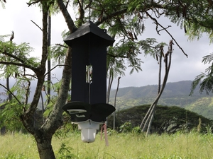 Maui Is Pushing The State To Double Down On Palm-Killing Beetles