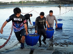 Kaua‘i Shrimp: Harvesting Pounds From Ponds To Help Feed Hawai‘i