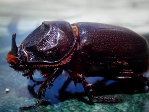 Palm-Killing Coconut Rhinoceros Beetle’s Discovery In Hilo Stokes Fear