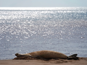 A Viral Hawaiian Monk Seal Changes The Conversation On Molokaʻi