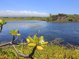 The Big Island’s Rare Coastal Pools Are Under Siege