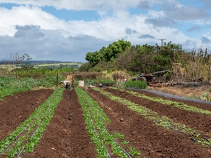 As Flood Aid Trickles Out For North Shore, Southeast Asian Farmers Are Left Behind
