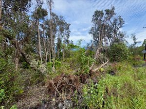 How Storms Can Be A Boon For Invasive Species In Hawaiʻi