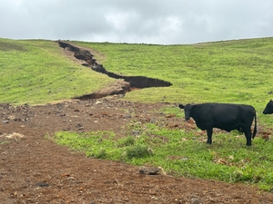 Hawaiʻi Ranchers Welcome Rain But Endure Weather Whiplash