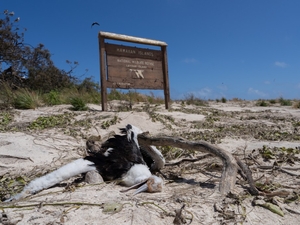 Rare Hawaiian Birds Weather Hurricane Lala But More Storms Loom
