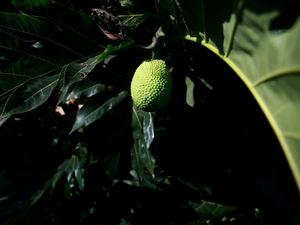 Farmers Wanted: Hawai‘i Tries To Fix Its Unique ‘Ulu Problem