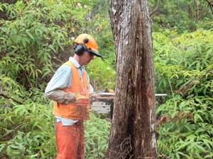 Forestry Service Reverses Course, Plans To Keep Critical Big Island Hub Open