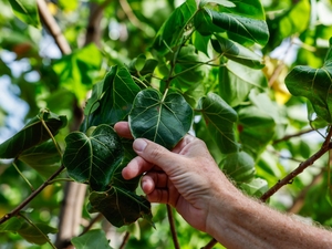 Oʻahu’s Shade Trees Could Take Decades To Grow Back After Storms