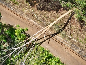These Trees Wreaked Havoc During Storms. Hawaiʻi Is Fed Up