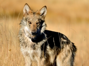 GOP lawmaker ties endangered wolves to ‘global government’ as Arizona ban heads to Hobbs