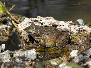 The tiny frog that could: How Arizona is pulling a threatened species back from the edge