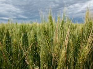 Agricultural work is dangerous — but good communication can save lives in Colorado