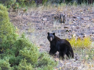 Colorado awards $1M for projects to deter human-bear conflicts