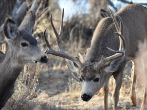 ​Colorado voters could adopt a right to hunt and fish, but opponents warn measure threatens wildlife