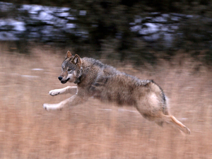 It’s time to fix wolf management in Colorado, not quit
