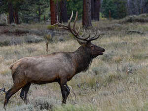 Federal policies put public lands elk habitat on the chopping block
