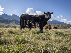 Proposed grazing rules would hurt Western cattle ranchers