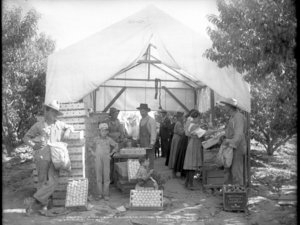 Fifty for 150: First peach trees planted on Western Slope of Colorado in 1882
