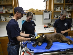Orphaned cubs abound in Colorado as black bear families struggle to find food