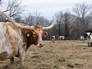 CT farmers protested a tax hike. This working group is offering solutions