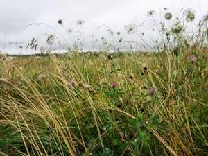 One field, many uses: A mowing question in Durham