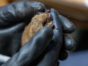 For injured bats and other wildlife, these volunteers are a lifeline