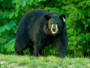 On Connecticut bear hunt, Gov. Lamont and GOP challenger Fazio find common ground