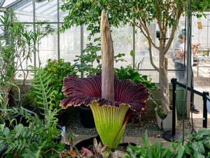 What a giant, stinky flower reminded us about being human