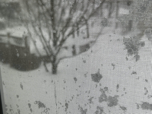 Trump rejects Rhode Island’s request for blizzard relief. McKee vows to appeal.