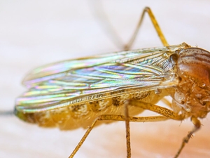 West Nile risk level rises in Rhode Island as virus found in more mosquitoes