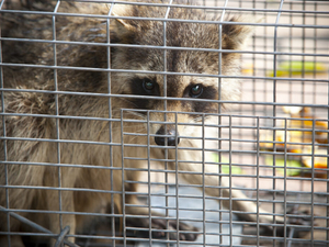 Rhode Island rabies cases reach 34 after two Warwick raccoons test positive