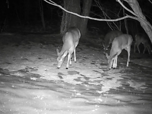 Rhode Island archery hunters get earlier start under new deer rules