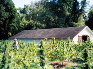 A hemp farmer has some questions for Rhode Island’s next attorney general