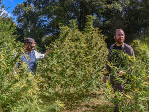 The end is near for US hemp THC market. But uncertainty continues for Rhode Island growers.