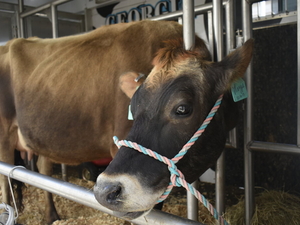 Georgia cattlemen push back on Trump’s plan to import beef in bid to lower prices