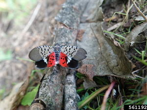 Spotted lanternflies are inching closer to Georgia crops. Here’s how experts say you can help.